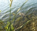 Joshofen Weiher
